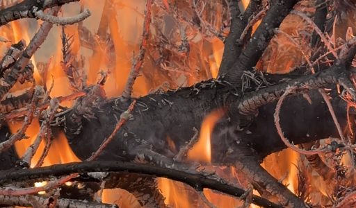 Weihnachtsbaumaktion 2026 am 10. Januar 2026