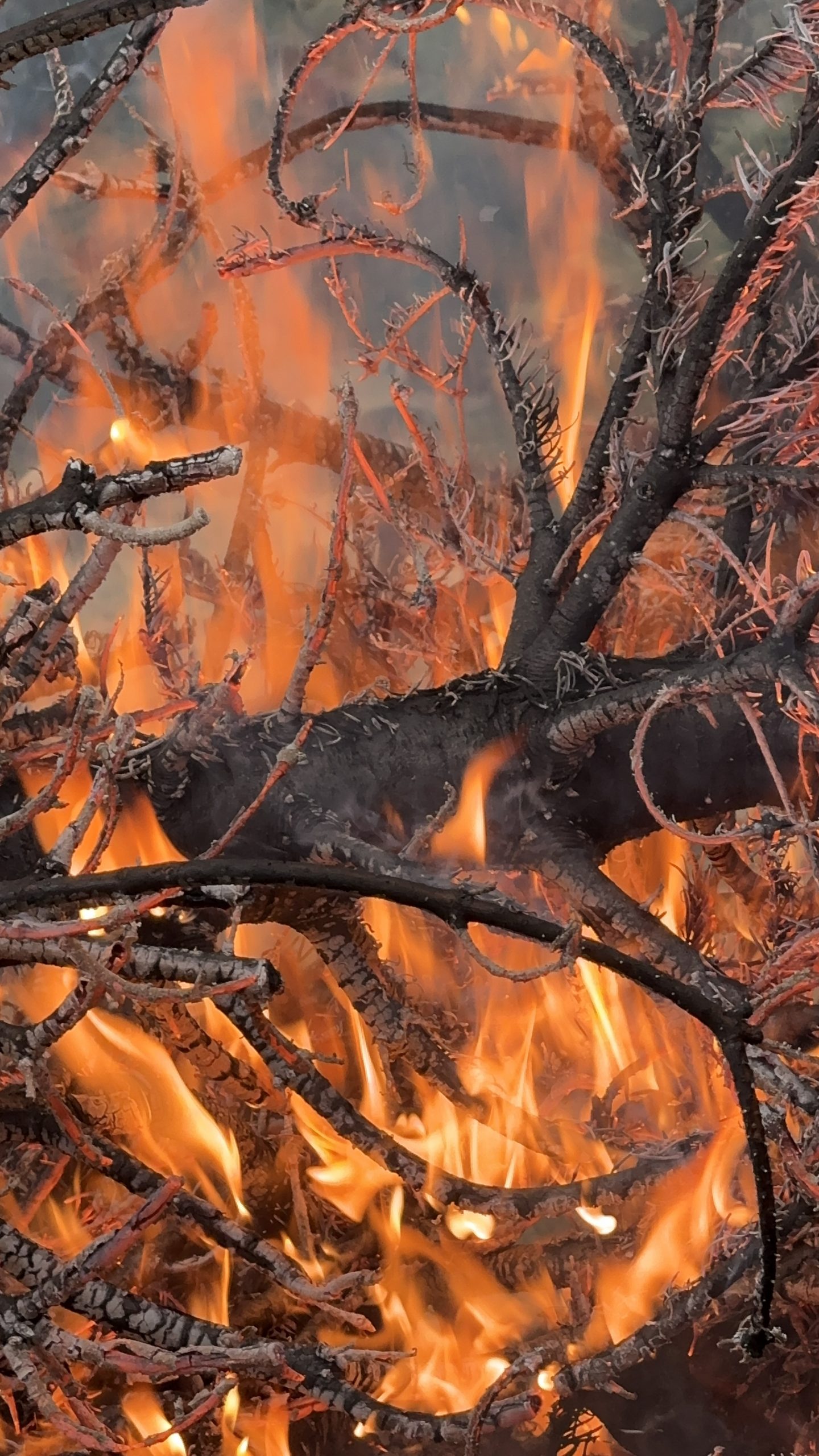 Weihnachtsbaumaktion 2026 am 10. Januar 2026